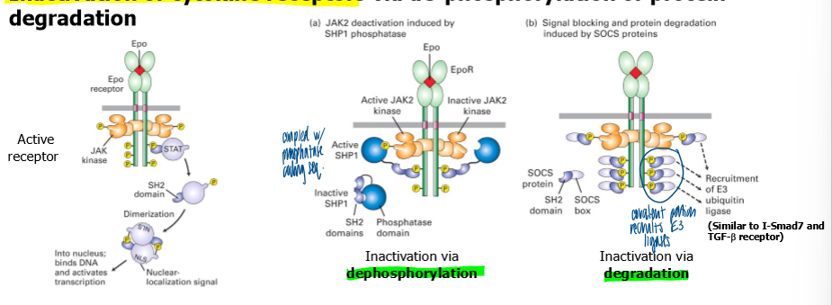 <p>via dephos or protein degradation </p><ul><li><p>protein phosphatases (SP1) can bind phosphotyrosines in cytoplasmic domain of receptor using a SH2 domain </p></li><li><p>SHP1 can then turn off cytokine receptor signaling by dephosphorylating JAKs and cytokine receptors (neg feedback) </p></li><li><p>suppressor of cytokine signaling (SOCS) proteins can also bind phosphotyrosines using a SH2 domain in SOCS </p></li></ul><p></p>