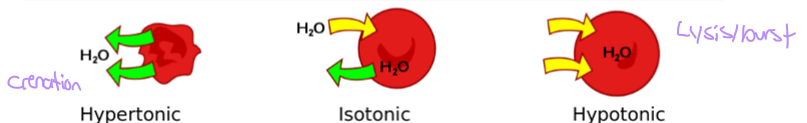 <p><strong><u>Hypertonic </u></strong>- water moves out of cell » crenation/shrivel</p><p><strong><u>Isotonic </u></strong>- water moves in and out of cell » no change</p><p><strong><u>Hypotonic </u></strong>- water moves into cell » lysis/burst</p>