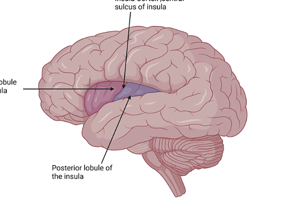 <p>“hidden” area by temporal lobe</p>
