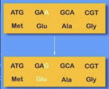 <p><span>A change in the nucleotide sequence that </span><strong>doesn't alter the amino acid sequence of the encoded protein</strong><span> because the </span><strong>mutated codon still codes for the same amino acid</strong></p>
