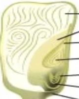 <p>One cotyledon, parallel venation, fibrous roots, multiples of 3</p>