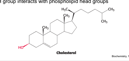 <p>with phospholipids within cell membranes</p><ul><li><p>cholesterol = steroid built from <strong>4 linked hydrocarbon rings</strong></p><ul><li><p>contains a linked hydrocarbon tail at one end and -OH group at the other end</p></li><li><p>oriented <strong>parallel </strong>to fatty acid chains of phospholipids in membranes</p></li><li><p>-OH group interacts with <strong>phospholipid</strong> head groups</p></li></ul></li></ul><p></p>