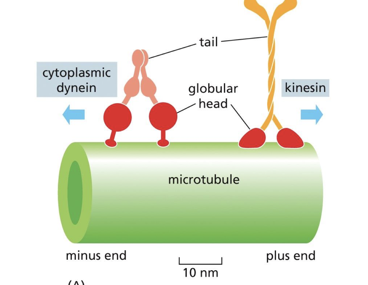 <p>head: binds and hydrolyze ATP to walk along microtubules</p><p></p><p>Tails: interact with cargo either directly or indirectly through adaptor proteins </p><ul><li><p>dynein usually needs adaptor </p></li></ul><p></p>