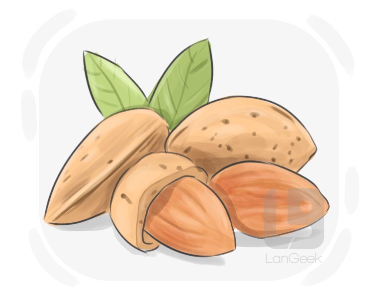 <p>hạt hạnh nhân</p>