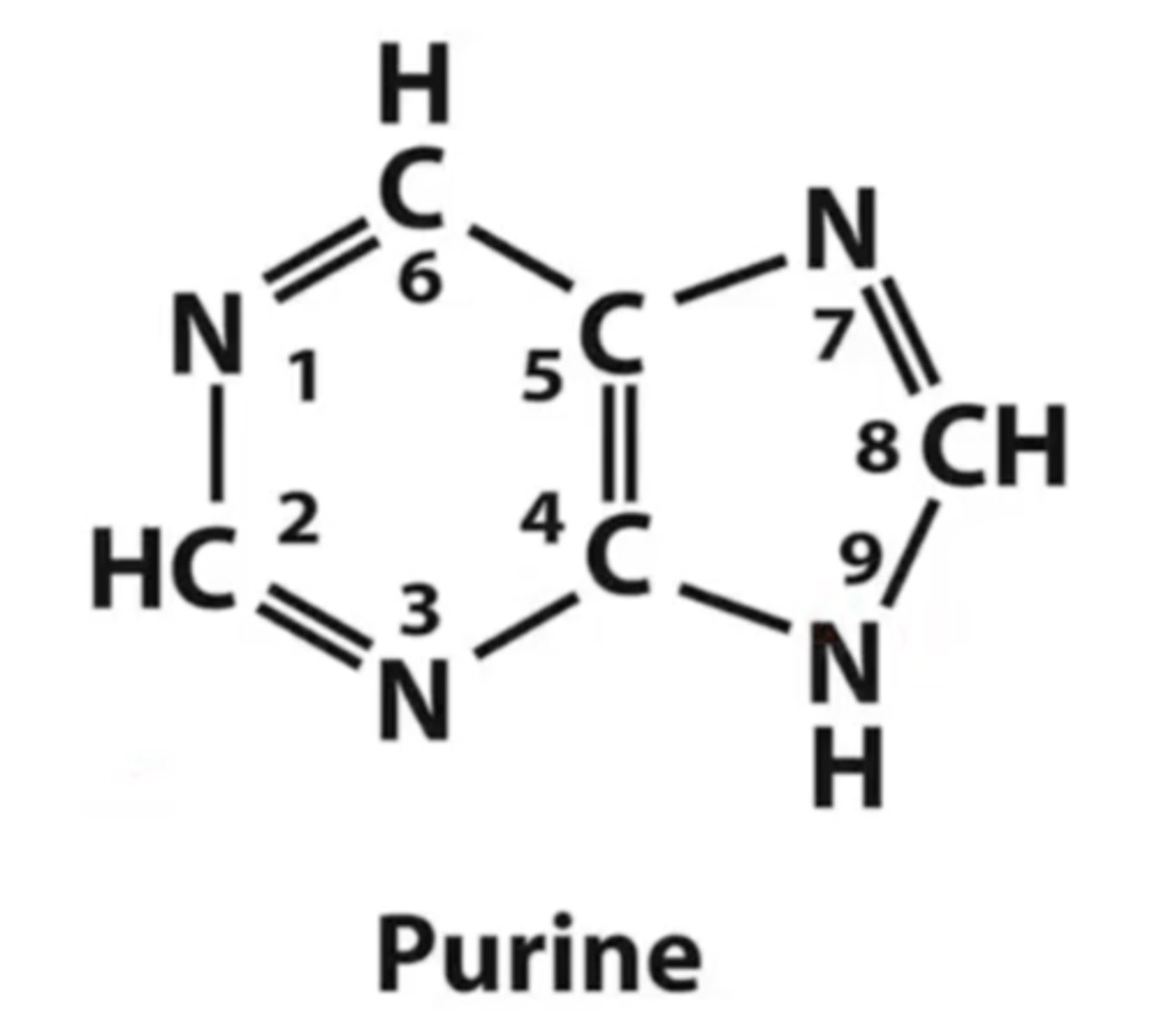 <p>have a two-ringed structure consisting of a nine-membered molecule with four nitrogen atom</p>