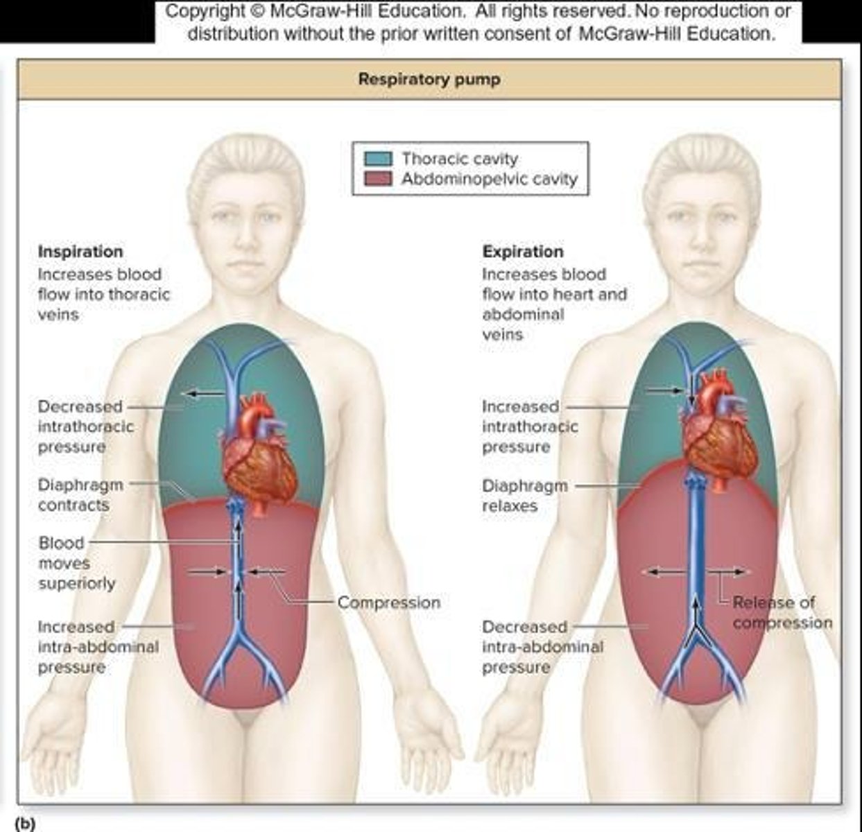<p>The movement of lungs that aids in blood flow through veins.</p>