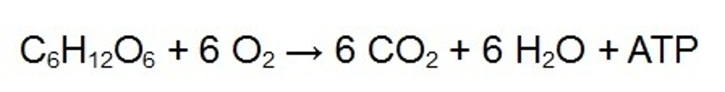 <p>glucose + oxygen --> carbon dioxide + water + energy</p>