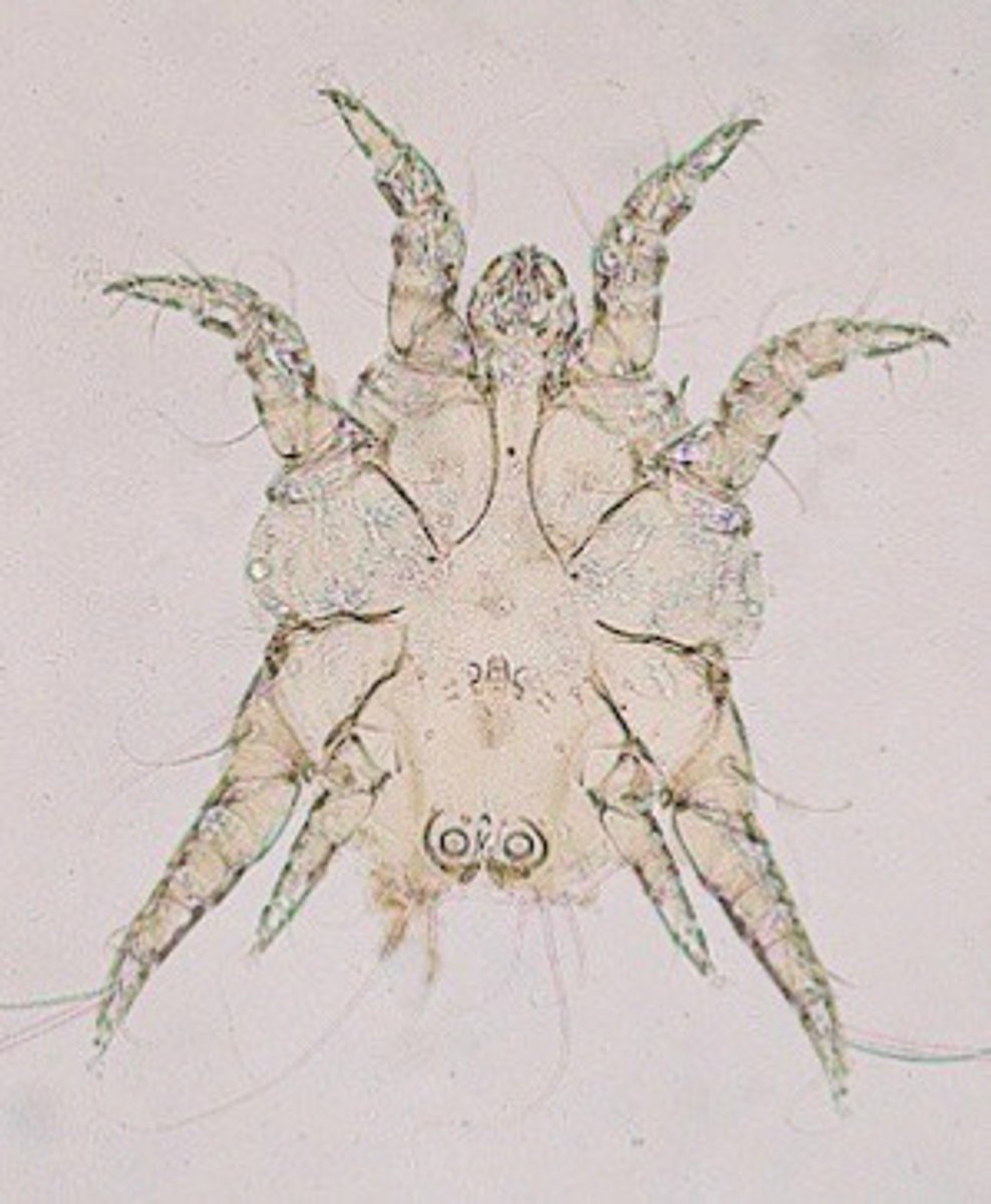 <p>What is this, found on the backs and flanks of infested animals, predilection site starting on shoulders and rump?</p><p>a. psoroptic mange</p><p>b. chorioptic mange</p><p>c. sarcoptic mange</p>