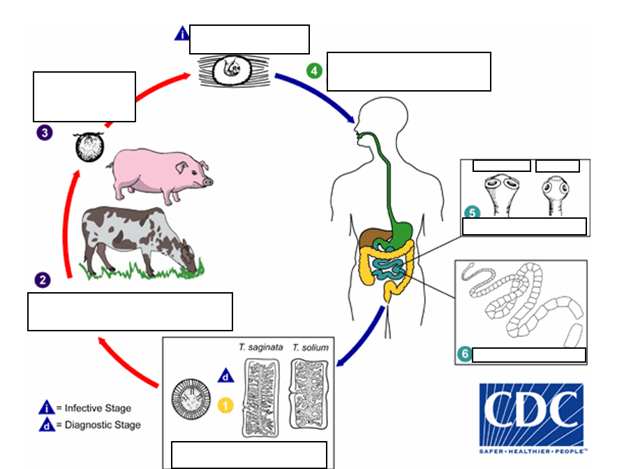 <p>infective stage</p>