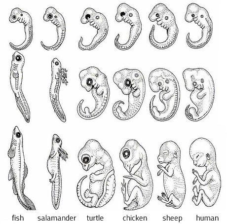 <p>branch of biology that studies the formation and development of embryos and fetuses</p><p></p><p>✩ suggests shared ancestry because embryos of different organisms share basic structures</p>