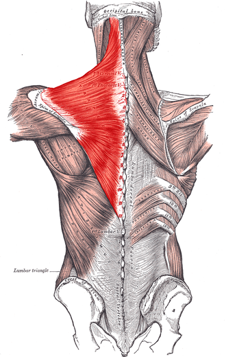 <ul><li><p>Descending part elevates</p></li><li><p>Ascending part depresses</p></li><li><p>Middle part (or all parts together)</p><p>retracts scapula; </p></li><li><p>Descending and ascending parts act together to rotate glenoid cavity superiorly</p></li></ul><p></p>