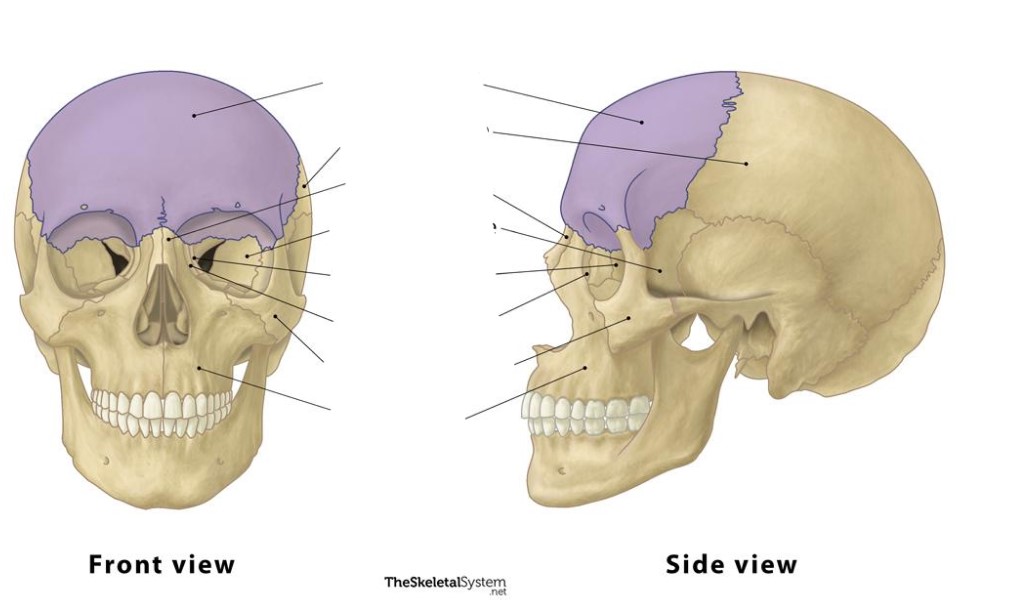 <p>This bone is the ________ bone.</p>