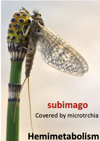 <p>mayflies</p><ul><li><p>large fore wings, small hind wings</p></li><li><p>very short antennae</p></li><li><p>adults 2 or 3 cerci</p></li><li><p>larvae: gills</p></li></ul><p></p>