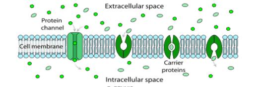 <p>le transport des molc de taille importante ou ionisées selon le gradient électrochimique , ce dernier est saturable et nécessite 2 sortes des prot de transport .</p>