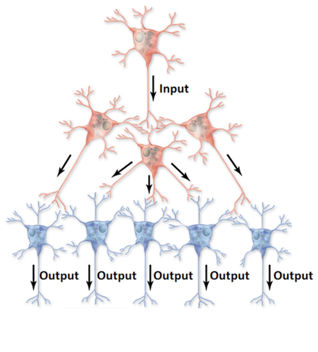 <p>a single presynaptic cell can send branches to affect many other postsynaptic cells</p>