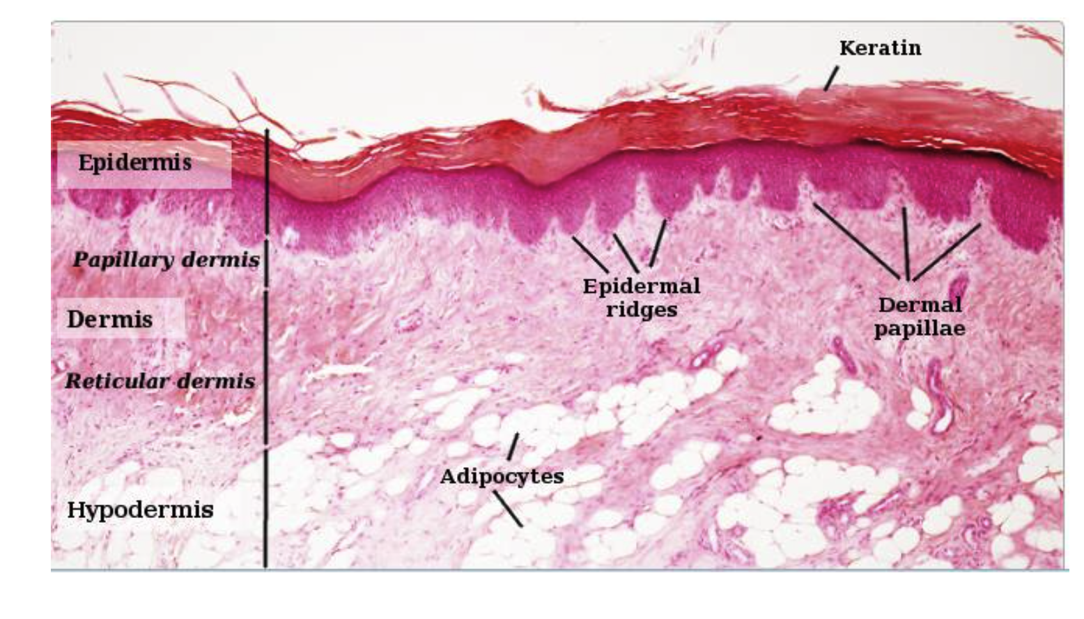 <p><span>What is the hypodermis? and what is it made up of?</span></p>