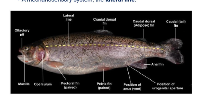 <ul><li><p>auditory system - <strong>otolithic inner ear</strong></p></li><li><p>mechanosensory system = <strong>lateral line </strong></p></li></ul><p></p>