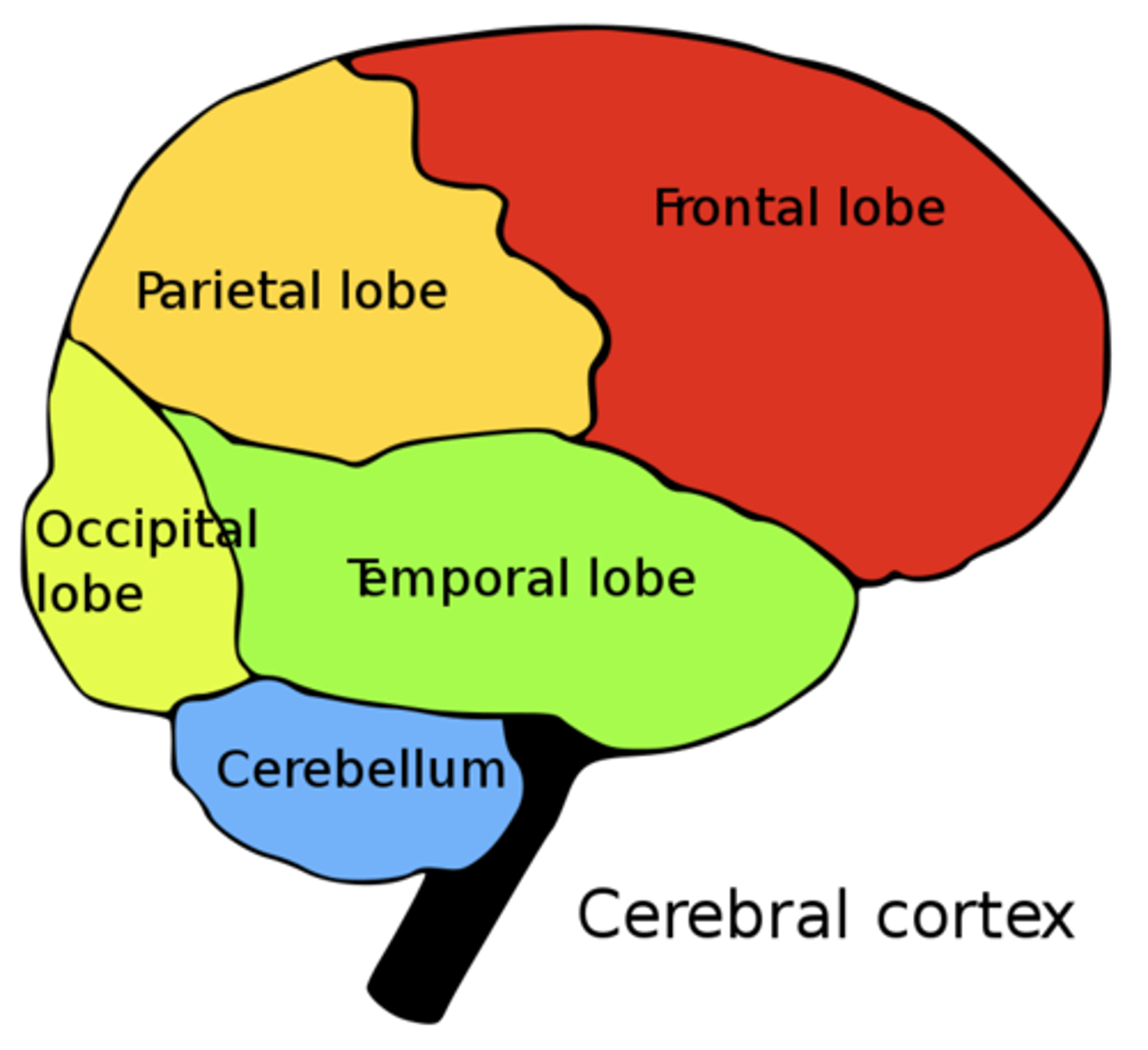 <p>under the occipital lobe of the cerebrum</p>