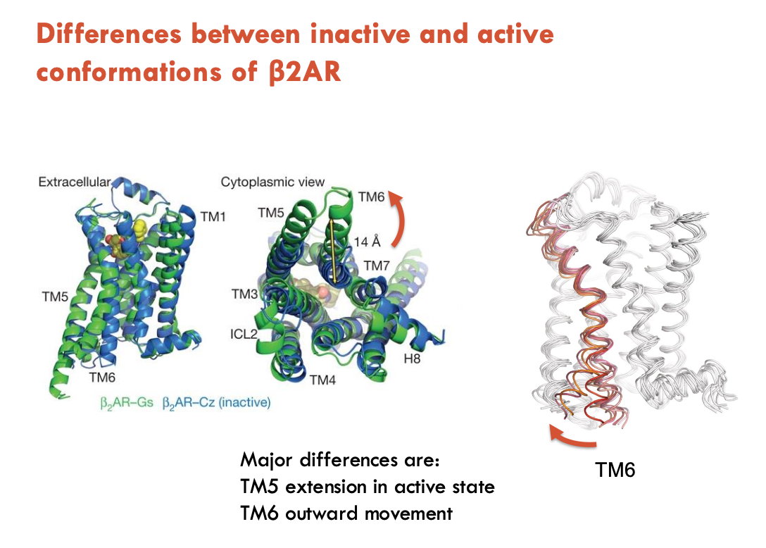 <p>A nanobody (Nb80) was selected for its affinity for the agonist-bound structure of β2AR</p><ul><li><p>facilitated crystal formation</p></li></ul><p><strong>Findings of the active state:</strong></p><ul><li><p>TM5 extension in active state</p></li><li><p>TM6 outward movement</p></li></ul><p></p>