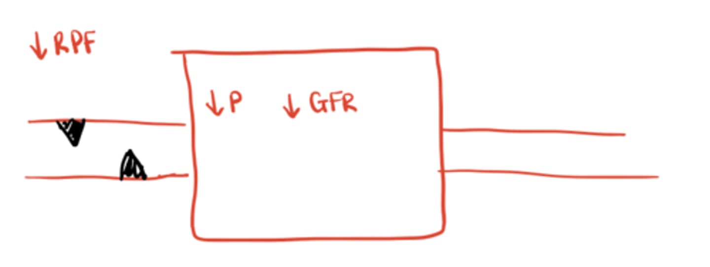 <p>↓ Renal plasma flow → ↓ glomerular pressure → ↓ GFR</p>