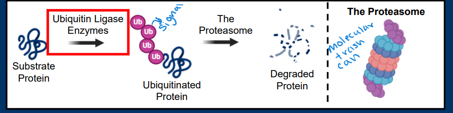 <p>• The<strong> ubiquitin/proteasome system (UPS</strong>) is a major pathway responsible for regulating protein degradation</p><p>• Two primary components:</p><p><strong>- Ubiquitin ligases </strong>are enzymes that add <strong>poly-ubiquitin </strong>post-translational modifications to proteins</p><p>- Poly-ubiquitination of a protein leads to its transport to the <strong>proteasome</strong>, a cellular “trash can” that chews up the protein into free amino acids</p><p><u>• Ubiquitin ligases determine which proteins are targeted for degradation</u></p><p><em>(Protein degradation by the Ubiquitin/Proteasome System)</em></p>