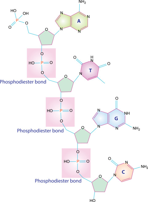 <p><strong>Elements: </strong>Carbon, hydrogen, oxygen, nitrogen, phosphorous</p><p><strong>Monomer: </strong>nucleotides</p><p><strong>Common types: </strong>DNA, RNA</p><p><strong>Primary function: </strong>store and transmit genetic information</p><p><strong>Bond: </strong>phosphodiester bonds (also hydrogen bonds between A-T G-C pairing)</p>