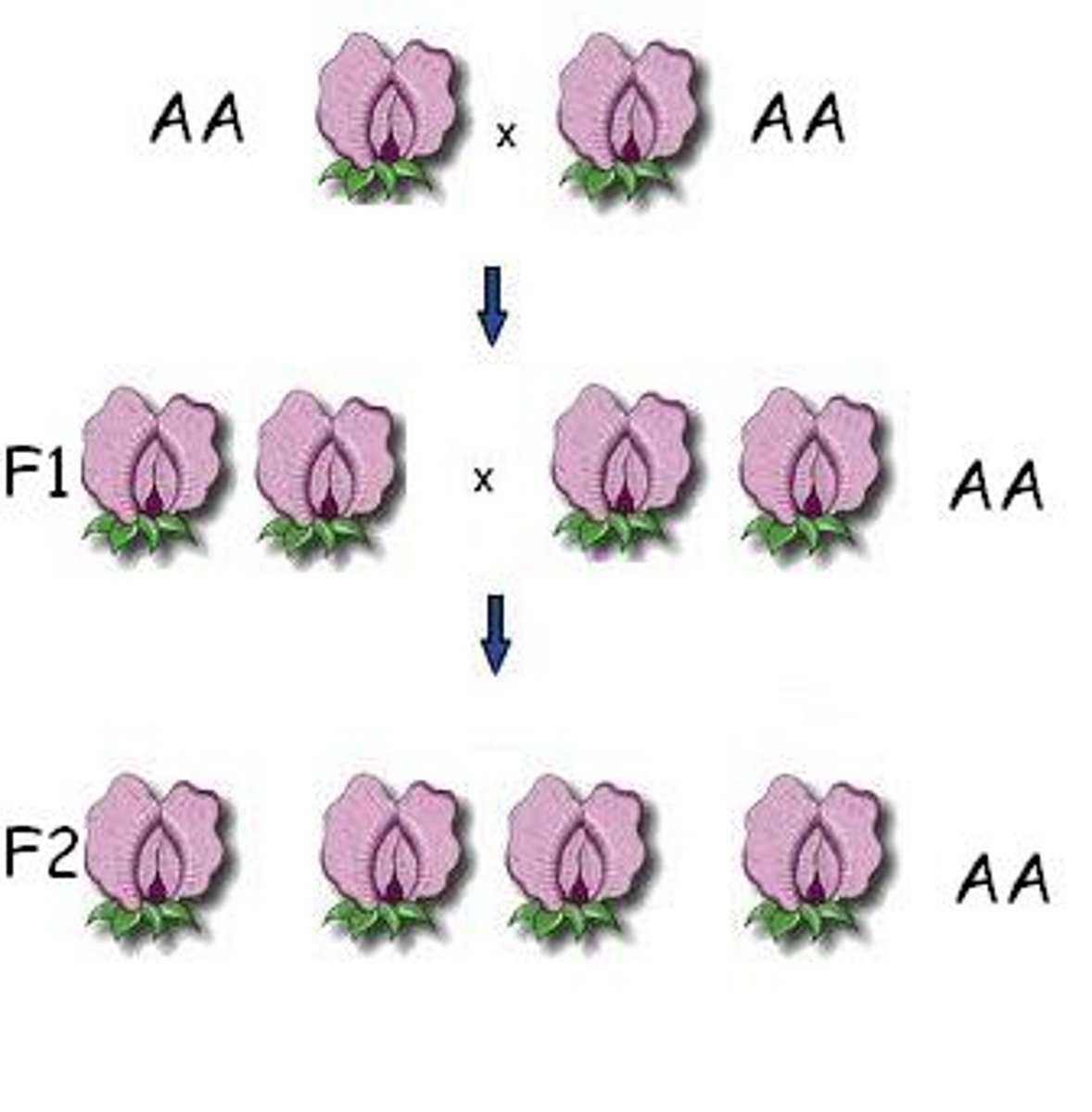 <p>have identical alleles of a given gene/ homozygous</p>