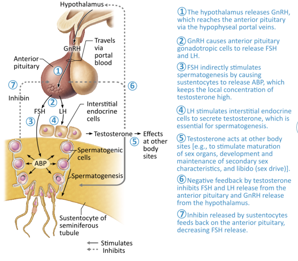 <p>→ <span><strong><span>inhibin</span></strong></span></p><ul><li><p><span style="color: blue;"><strong>Sustentocytes</strong></span> respond to elevated sperm counts by releasing inhibin, a hormone that <mark data-color="red" style="background-color: red; color: inherit;">suppresses release of FSH</mark></p></li></ul><p></p>