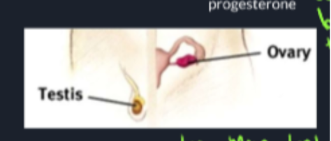 Progesterian(Ovaries)/Estrogen(Testes- Testosterone)  