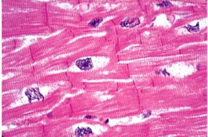 <p>Cell type</p>