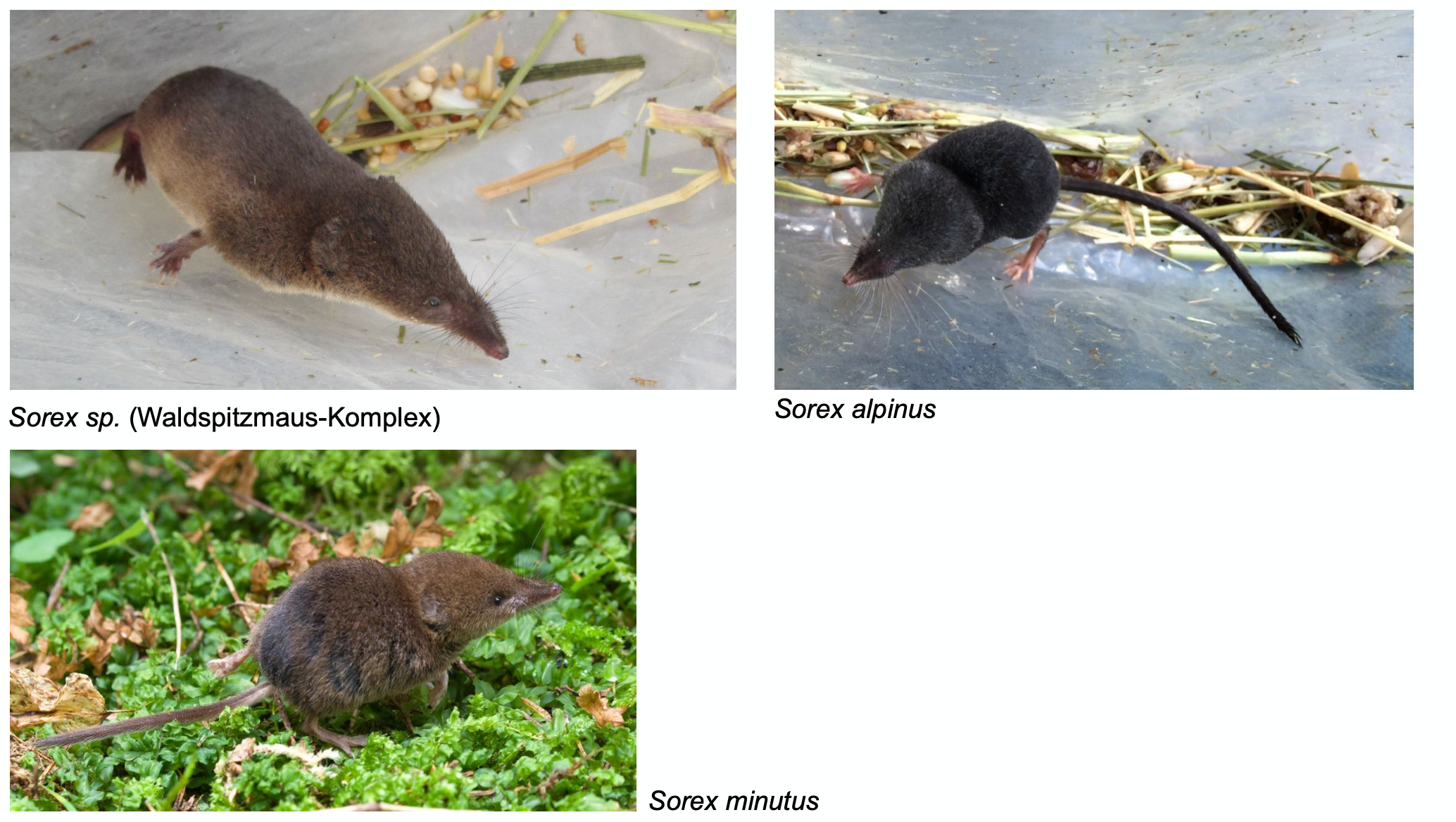 <p><strong>Beschreibung</strong></p><p class="p1"><span style="line-height: normal;"><span>− </span></span>Ohren im Fell verborgen</p><p class="p1"><span style="line-height: normal;"><span>− </span></span>Schwanz ohne Wimpernhaare</p><p class="p1"><span style="line-height: normal;"><span>− </span></span>Fell braun ein- bis dreifarbig, ausser <em>S. alpinus </em>Fell schwarz</p><p class="p1"><strong>In der Schweiz 5 Arten</strong></p><p class="p1"><span style="line-height: normal;"><span>− </span></span><em>S. alpinus </em>Alpenspitzmaus (schwarze Färbung mit weissen Füssen)</p><p class="p1"><span style="line-height: normal;"><span>− </span></span><em>S. minutus </em>Zwergspitzmaus (klein, langer &amp; dicker Schwanz)</p><p class="p1"><span style="line-height: normal;"><span>− </span></span><em>S. araneus </em>Waldspitzmaus</p><p class="p1"><span style="line-height: normal;"><span>− </span></span><em>S. coronatus </em>Schabrackenspitzmaus</p><p class="p1"><span style="line-height: normal;"><span>− </span></span><em>S. antinorii </em>Walliserspitzmaus</p><p class="p1"></p>