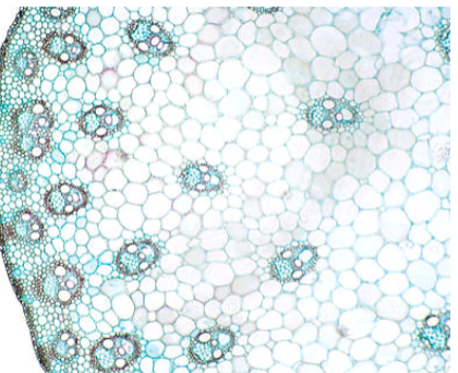<p>scattered vascular bundles</p>