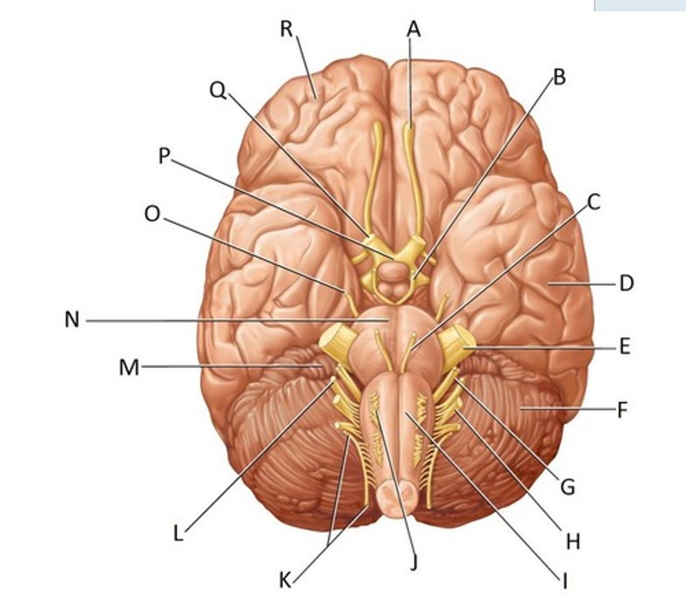 <p>Label G (CN VII)</p>