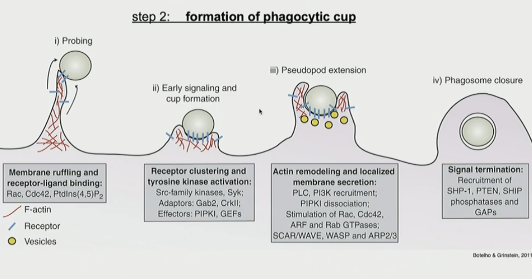 <ol><li><p>probing: membrane ruffles and extends to interact with tagged pathogen</p></li><li><p>early signaling and cup formation: once enough Fc receptors engage, cup forms and induces downstream signaling</p></li><li><p>pseudopod extension: extends even more to facilitate engulfment</p></li><li><p>phagosome closure: pathogen is fully enclosed</p></li></ol><p></p>