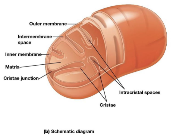 <p>infoldings on the inner membrane of the mitochondria, increase surface area of the inner membrane and provide more space for electron transport to take place</p>