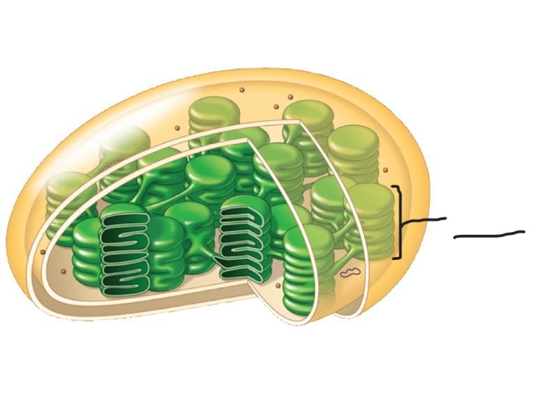 <p>4 Chloroplast</p>