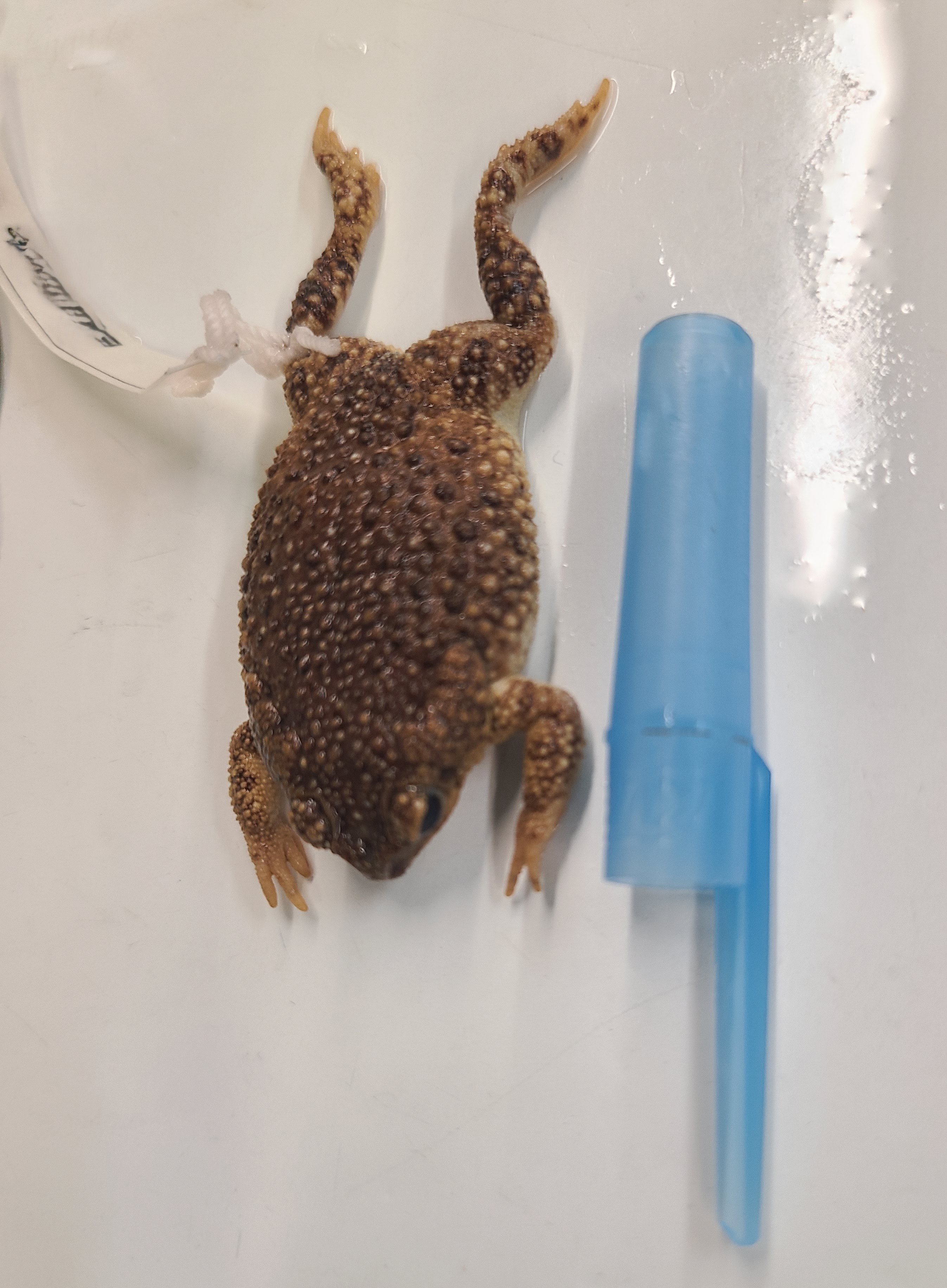 <p>Scientific name and distinguishing features</p>