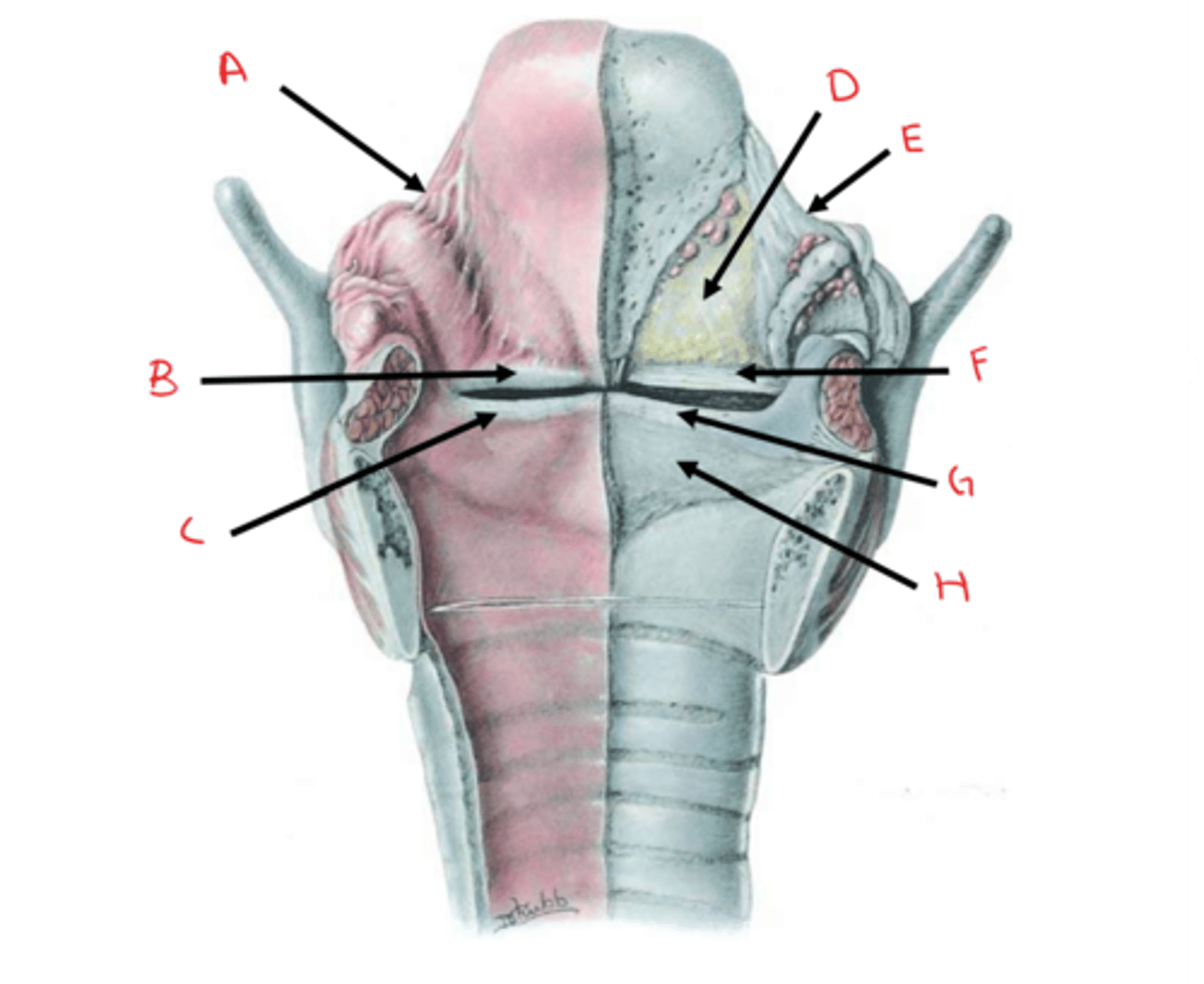 <p>identify D</p>
