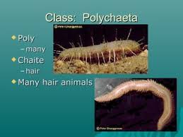 <p>Primarily Marine and few terrestial, has a parapodia (False leg)</p>