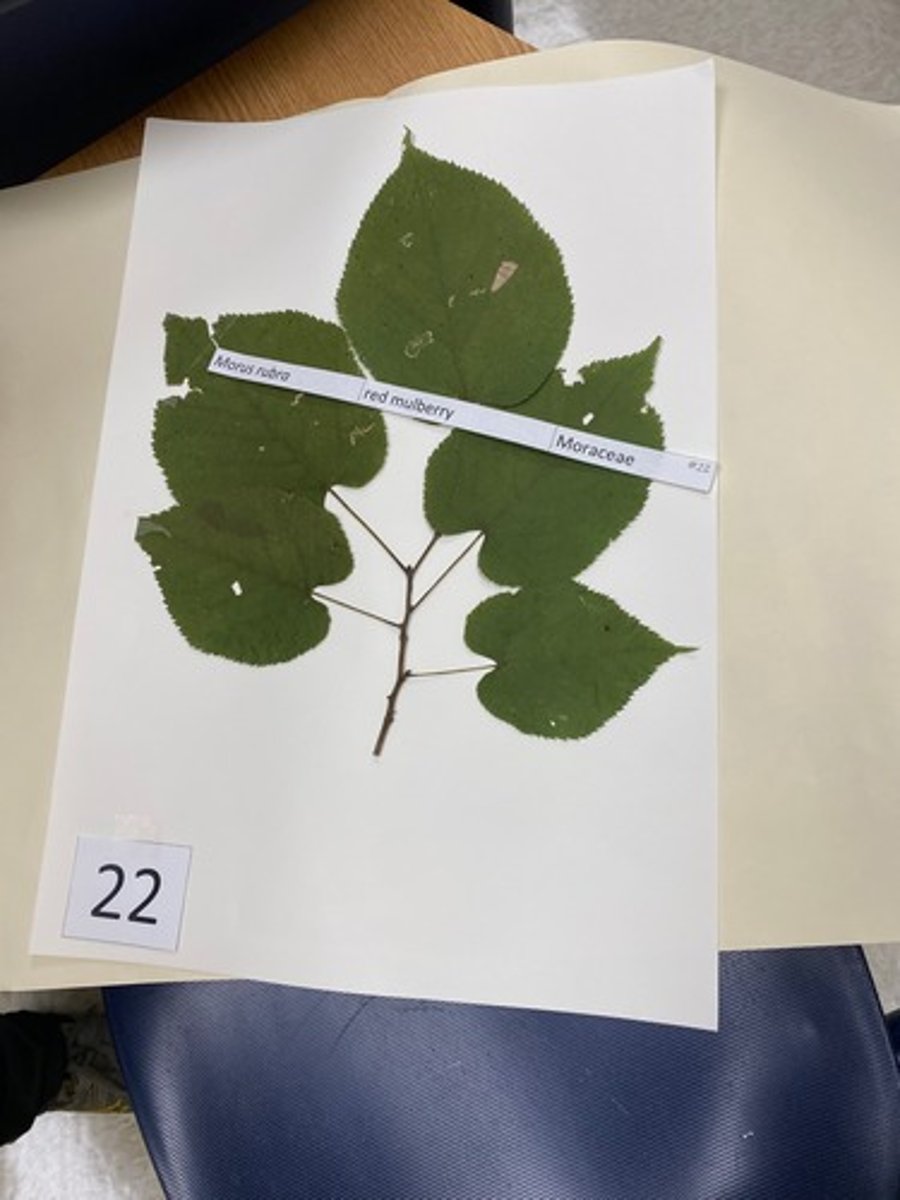 <p>Morus rubra (Moraceae)</p>