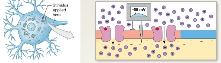 <p>Step ? of graded depolarization Stimulation Membrane exposed to chemical that opens the sodium ion channels</p>