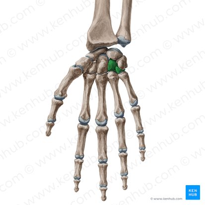 <p>What bone is this?</p>
