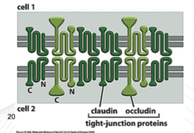 <p><strong>Claudin</strong> och <strong>occludin</strong> som bildar homofila bindningar. Dessa förankras i aktinfilament. </p>