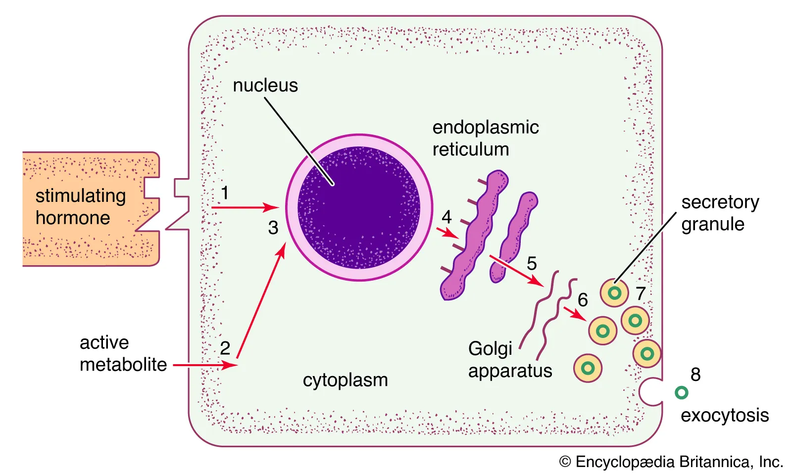 <p><span>PROTEIN HORMONES: Makeup, Function, Examples</span></p>