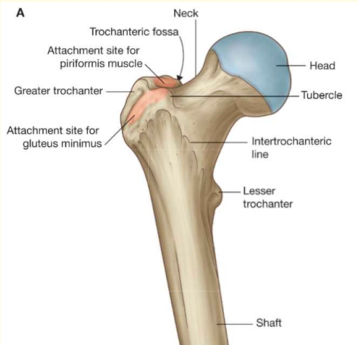 <p>Thigh bone of the leg; the longest and strongest bone in the body</p>