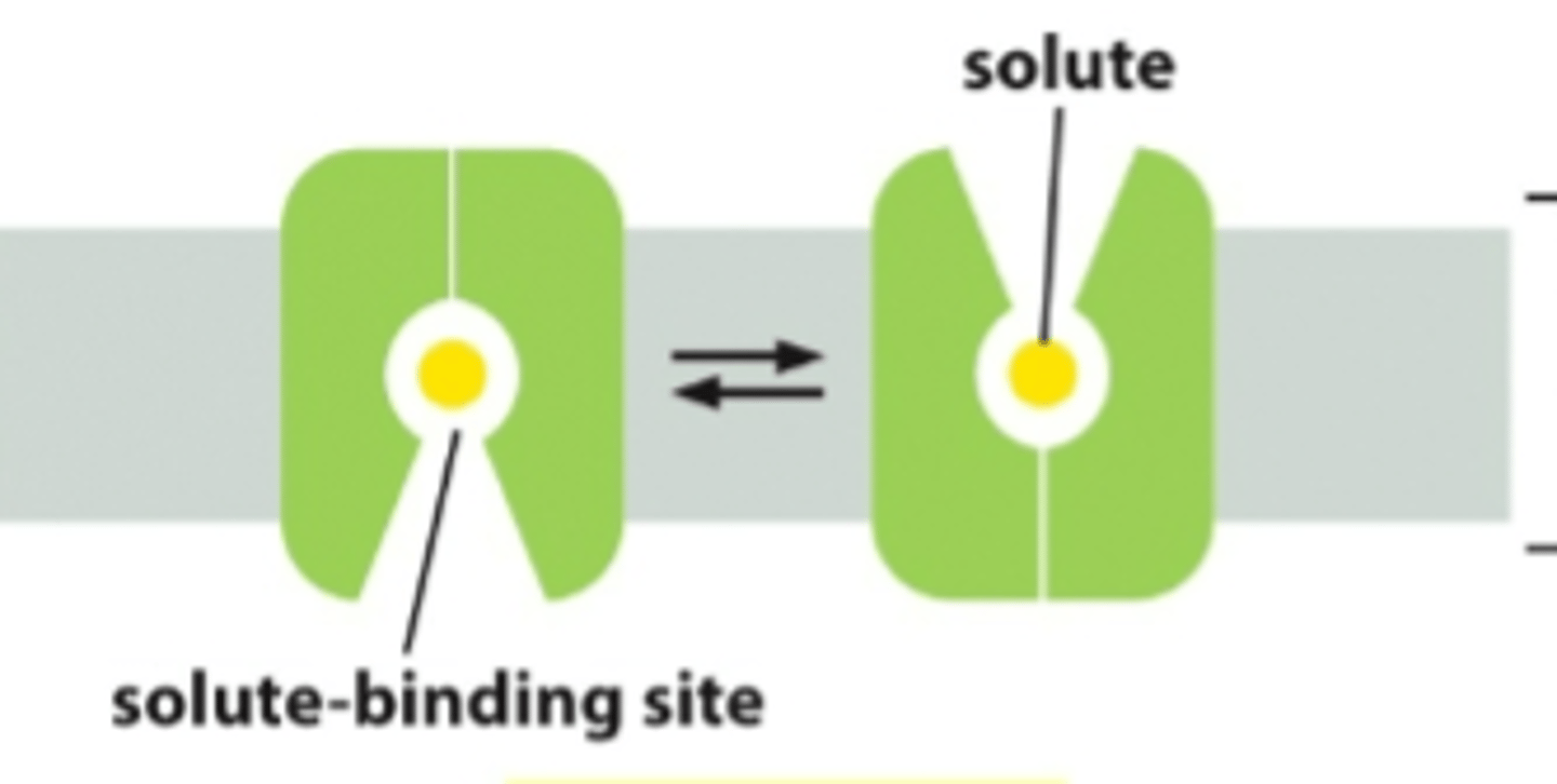 <p>A transmembrane protein that changes its shape to transport molecules across the membrane. HAS TO CHANGE ITS SHAPE EVERY TIME A SPECIFIC ION WANTS TO PASS THROUGH.</p>