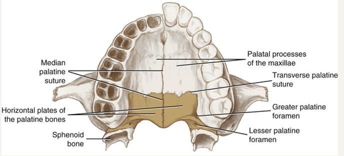 <ul><li><p>not tehcnically facial bones</p></li><li><p>L shaped, consists of two horizontal and vertical plates</p></li><li><p>greater palatine foramen transmits the greater palatine nerve and blood vessels, serving as a landmark for block</p></li></ul><p></p>