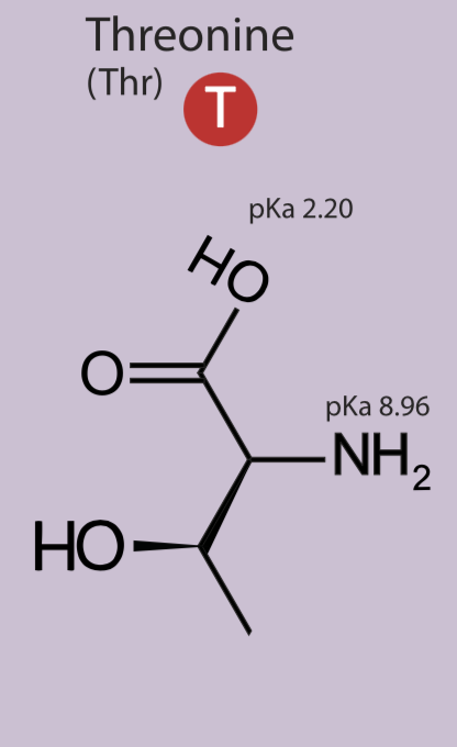<p>Polar uncharged side chain, hydrophilic</p>