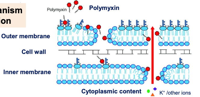 <p>Polymyxin and colistin are _________ antibiotics → targetting cell ________ and are restricted to what (GP/GN)?</p>