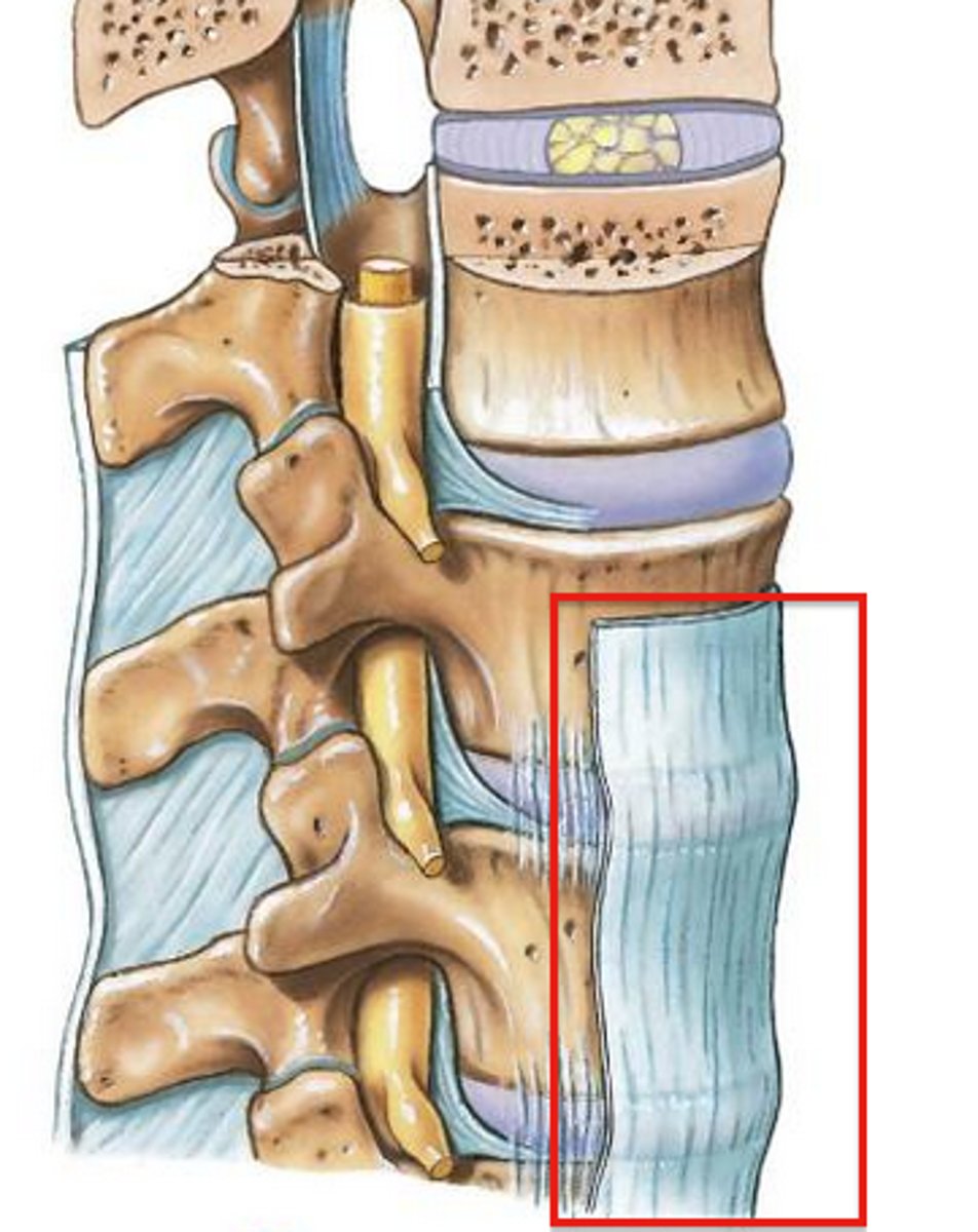 <p>broad, connects anterior surfaces of adjacent vertebral bodies</p><p>*taut in extension, on slack w/ flexion</p>